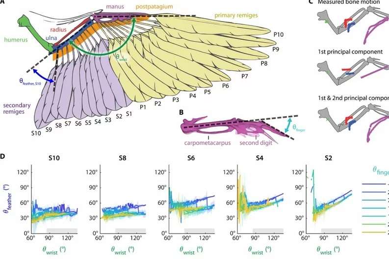 Estudios del funcionamiento y anatomía del ala.Stanford UniversityLo fascinante de la investigación es que el dron, como las aves, puede modificar la forma de las alas, plegándolas cuando necesita velocidad y extendiéndolas ejecutando maniobras hasta ahora difíciles de alcanzar por un dron habitual. Además, gracias a estas características puede volar durante más tiempo gastando menos electricidad.