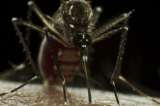 Lecciones del Zika