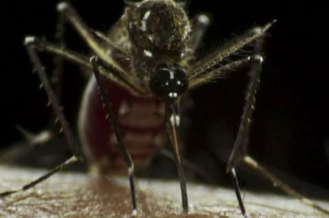 Lecciones del Zika
