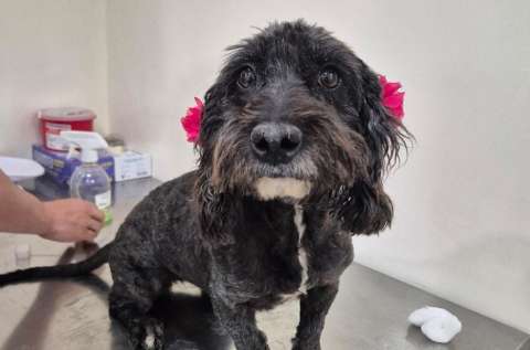 Luna necesita ayuda urgente: la perrita rescatada en Soacha sufre anemia severa