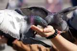 Las palomas y el aumento de alergias en humanos están relacionados