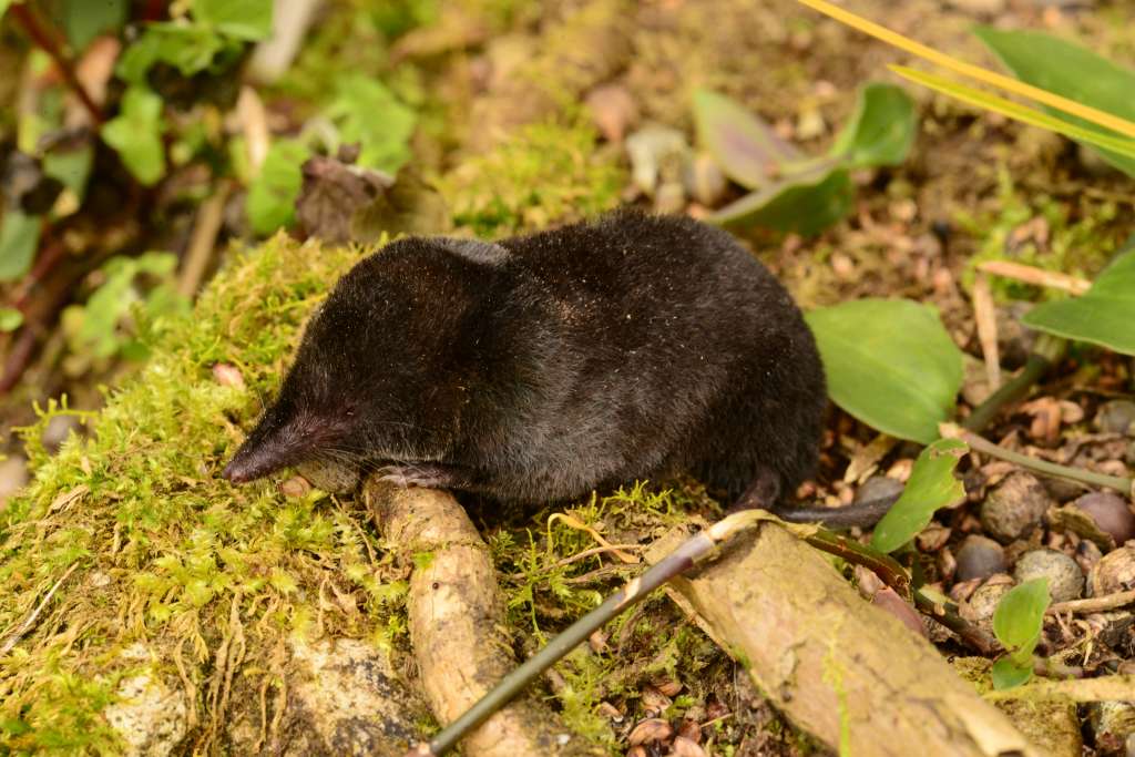 La musaraña de patas cortas de la Cordillera Oriental (Cryptotis brachyonyx).