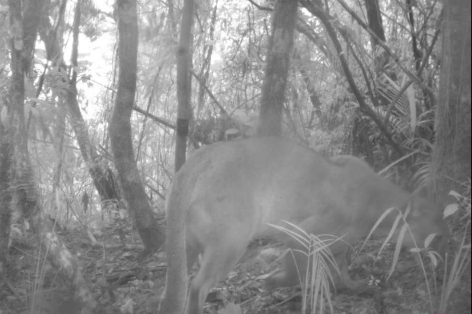 Fotografía de un puma en el Parque Natural Nacional Chingaza en 2016. / Cortesía PNN