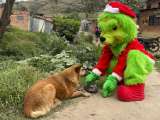 Más de 500 animales recibieron alimento y atención en jornada solidaria en Bogotá y Soacha