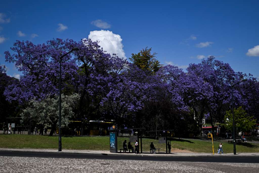 People wait at a bus station under the Jacarandas trees at Parque Eduardo VII, in Lisbon on May 20, 2024.