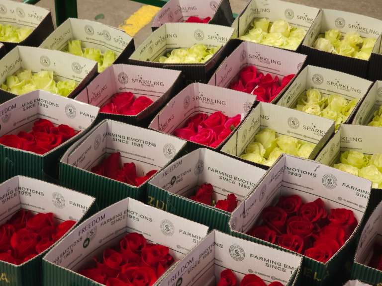 El empaque es estratégico. Las cajas de cartón se diseñan para optimizar espacio, proteger la flor de la humedad y resistir el peso y las exigencias logísticas del viaje.