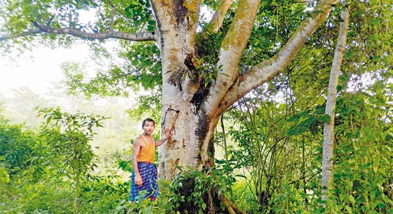 Jadav Payeng plantó 550 hectáreas de bosque en su natal India. / Current Science