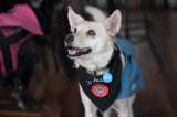 Perros y gatos buscan un nuevo hogar durante jornada de adopción del Distrito