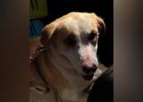 El caso de Soul, una perrita recuperada tras incumplimientos en su adopción