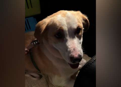El caso de Soul, una perrita recuperada tras incumplimientos en su adopción