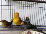 CAR rescató a 75 aves retenidas ilegalmente durante la Semana Santa