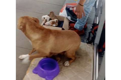 Ahora también venden cachorros en TransMilenio: “A $700 mil y $500 mil”