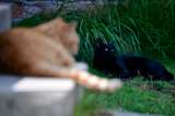 ¿Los gatos podrían convertirse en portadores de la gripe aviar?