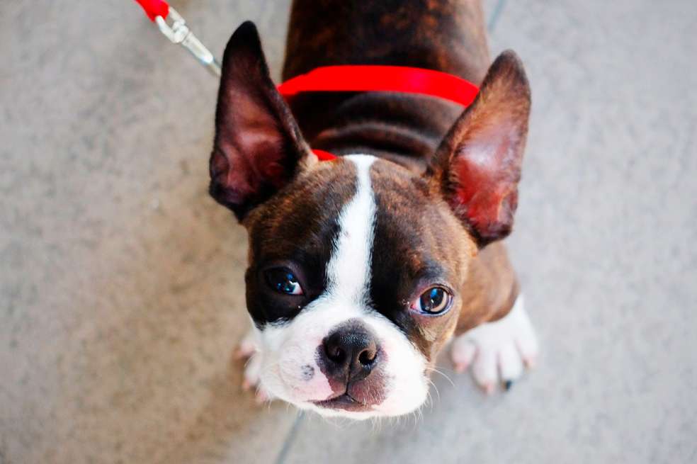Boston Terrier