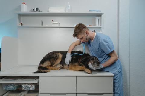 Los retos de ser veterinario en Colombia: salarios, empleo, ilegalidad y más temas