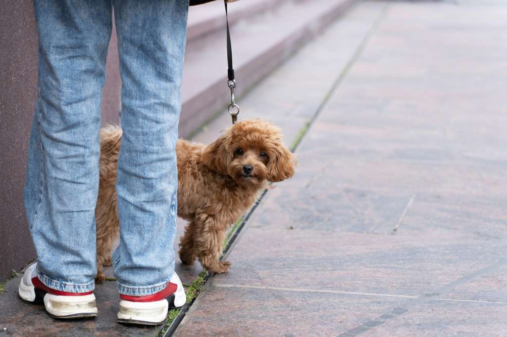Caminar con su perro podría cambiar su vida: ¿por qué?