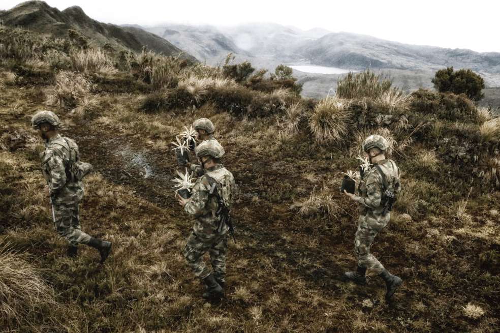La siembra de frailejones es uno de los compromisos ambientales que adelantan las Fuerzas Militares. / Cortesía