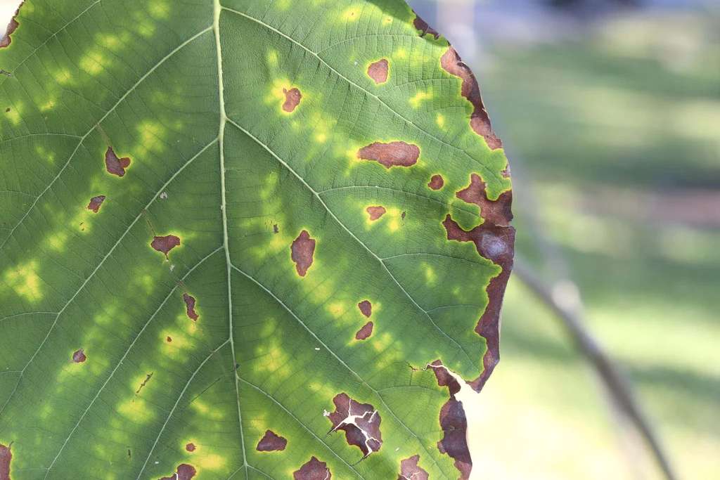 El potasio es un elemento fundamental para las plantas y, en el contexto urbano, la deficiencia de este nutriente se presenta con frecuencia.