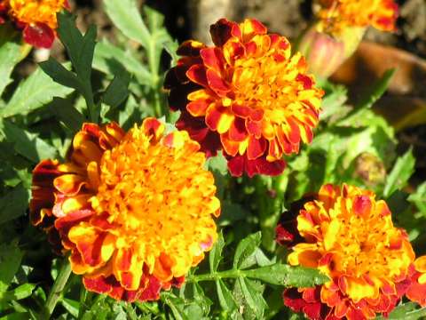 Flor de muerto: guía de cultivo, cuidados y propiedades