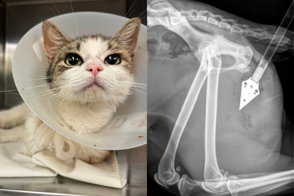 Afortunadamente, Kimiko se está recuperando después de su cirugía.