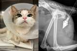 Kimiko: la gatita que sobrevivió a la crueldad y tuvo una segunda oportunidad