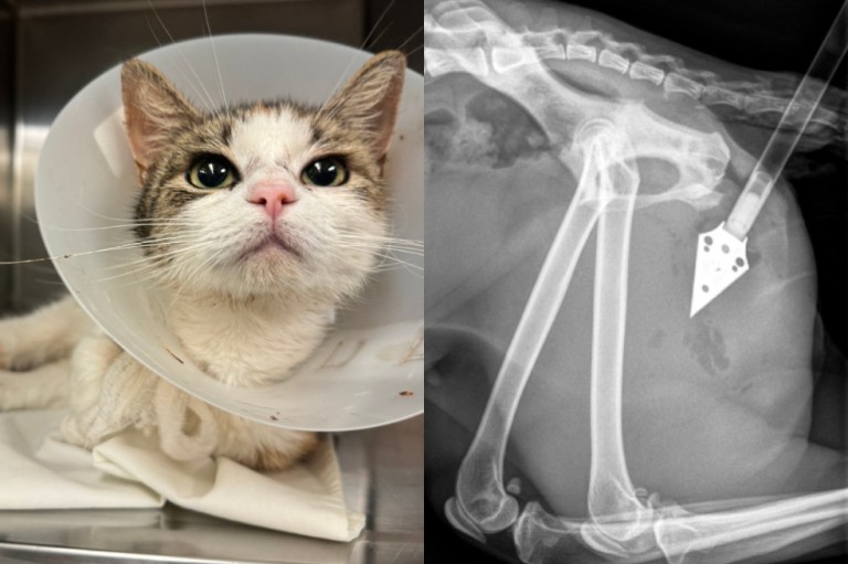 Kimiko: la gatita que sobrevivió a la crueldad y tuvo una segunda oportunidad
