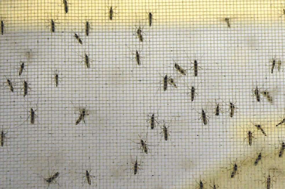 El virus del dengue se transmite a través de mosquitos hembra principalmente de la especie Aedes aegypti.