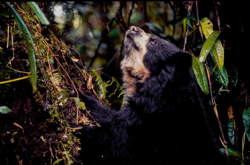 Imagen de referencia. El oso andino o de anteojos es la única especie viva del género Tremarctos. Se distribuye en los Andes, en gran parte de Sudamérica.