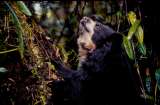 El problema que revela el primer caso de oso andino con moquillo registrado en Colombia