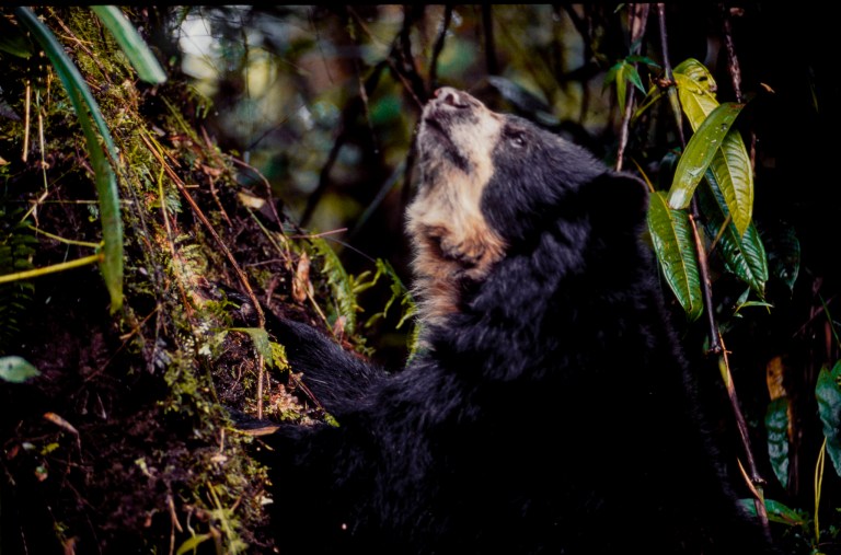 El problema que revela el primer caso de oso andino con moquillo registrado en Colombia
