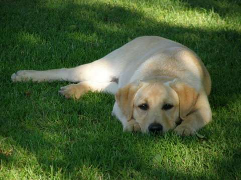 Epilepsia idiopática en perros: síntomas y tratamiento