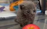 A este gatito solo le dieron seis meses de vida: lo que pasó sorprendió a todos