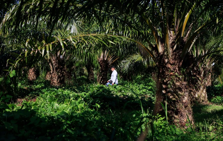 Fedepalma se queda con la administración del fondo parafiscal de la palma
