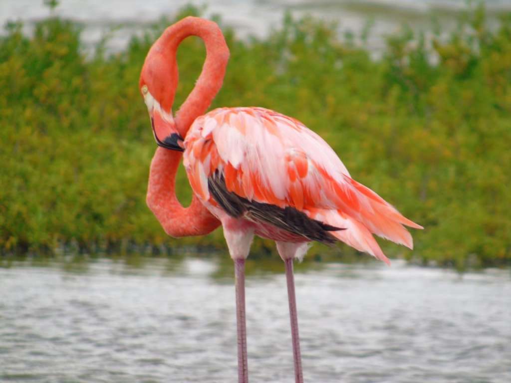Flamencos La Guajira
