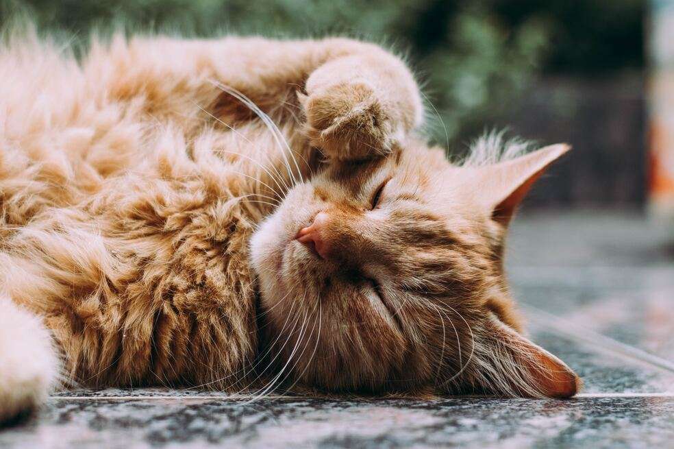 Gato pierde pelo