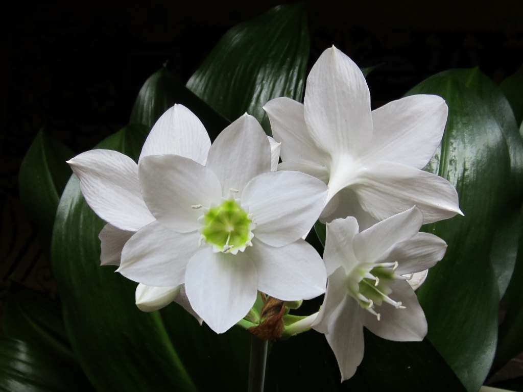 Foto de la flor blanca que da el lirio amazónico una vez por año.