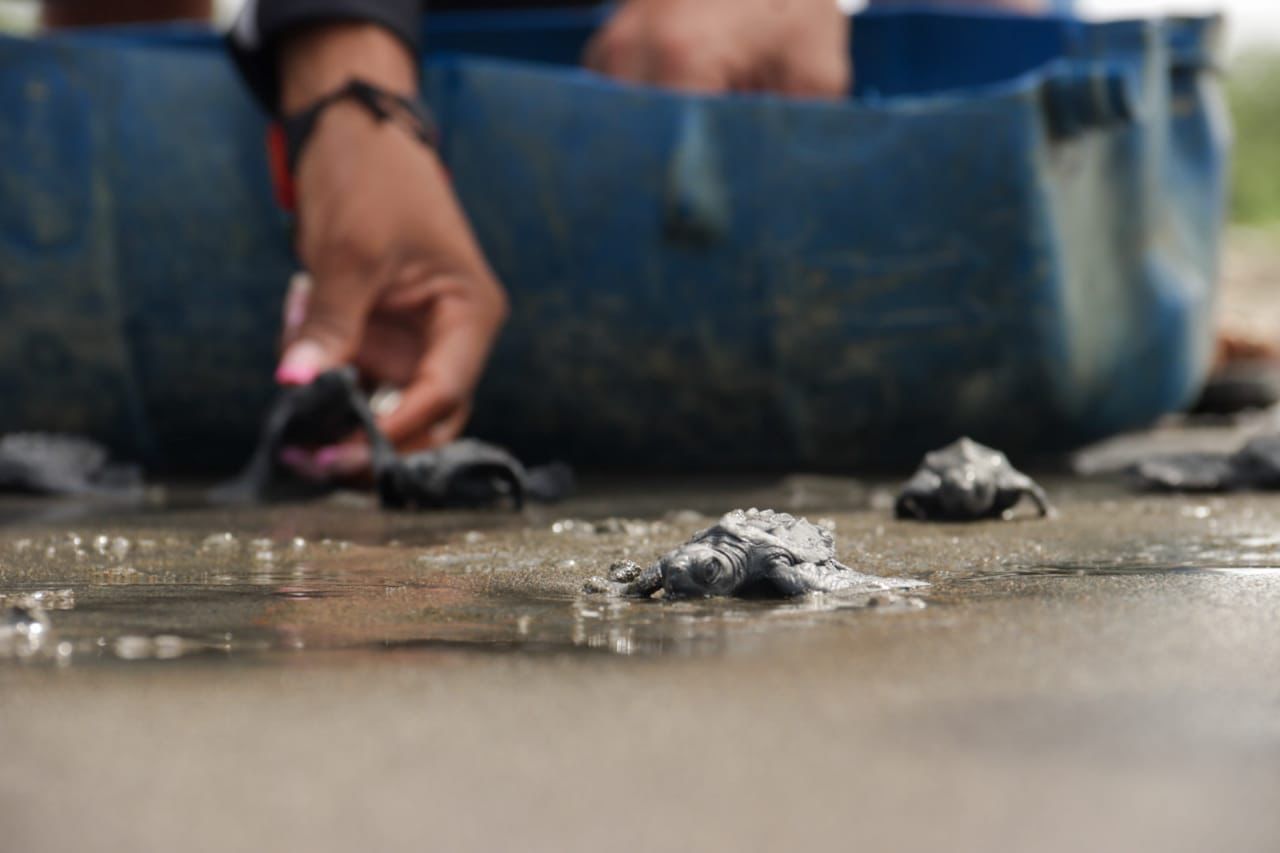 Liberación de más de 200 tortugas en Puerto España Miramar, límites entre el Valle y Chocó.