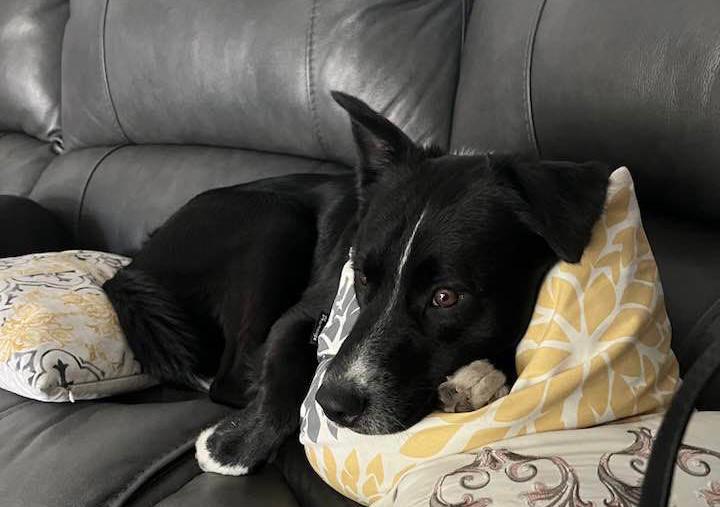Axel, el perro que le detectó un derrame cerebral a su dueño y le salvó la vida
