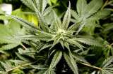 Ya se puede fumar marihuana en Jamaica pero sin excesos