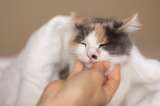 ¿Cómo saber si un gato ama a su dueño?
