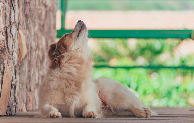 ¿Por qué los perros aúllan? Estas son algunas de las causas más frecuentes