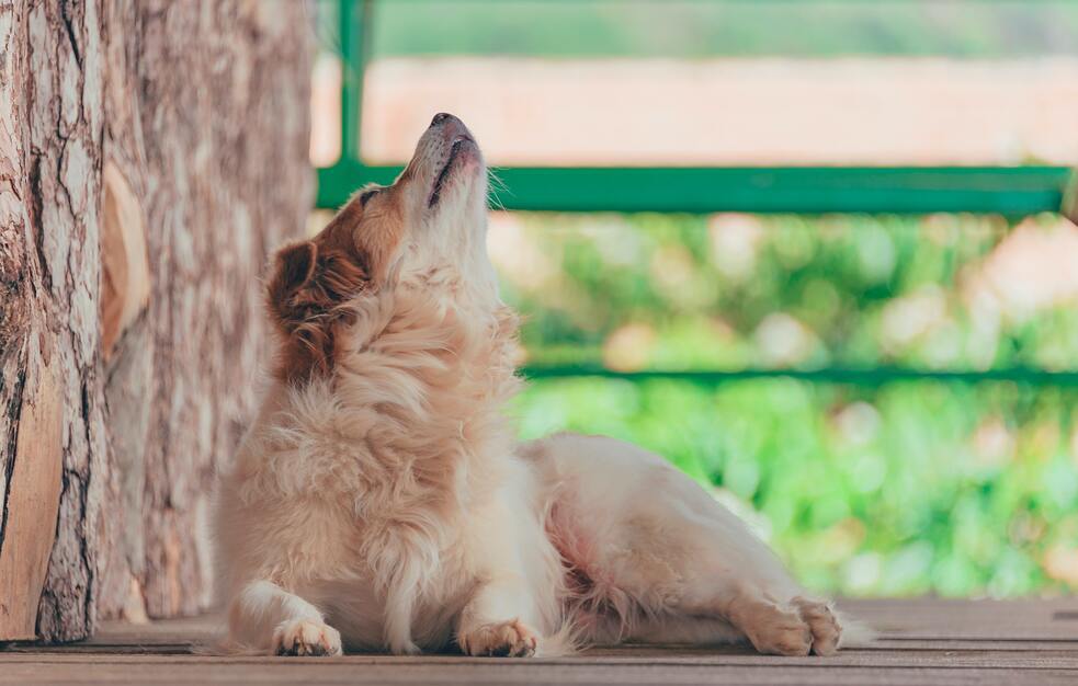 Perro, aullar