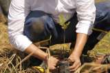 Buscan espacios en dónde sembrar árboles en Bogotá