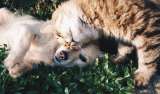 Sobrepeso en perros y gatos: estos hábitos diarios pueden provocarlo