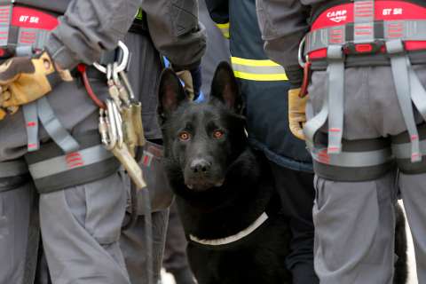 Los perros rescatistas son explotados y ponen en riesgo su vida: Conexión Animal