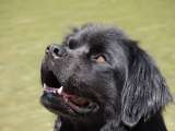 Las 5 razas de perros perfectas para acompañar a personas tranquilas