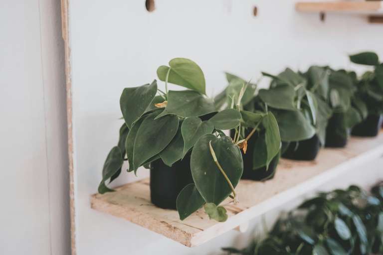 philodendron hederaceum,