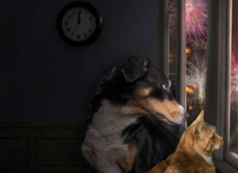 ¿Cómo puedo asegurarme de que mi mascota esté segura durante los fuegos artificiales?
