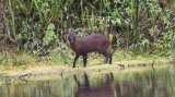 Descubren una nueva especie de mamífero en Perú: el pudú de la yunga