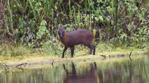 Descubren una nueva especie de mamífero en Perú: el pudú de la yunga